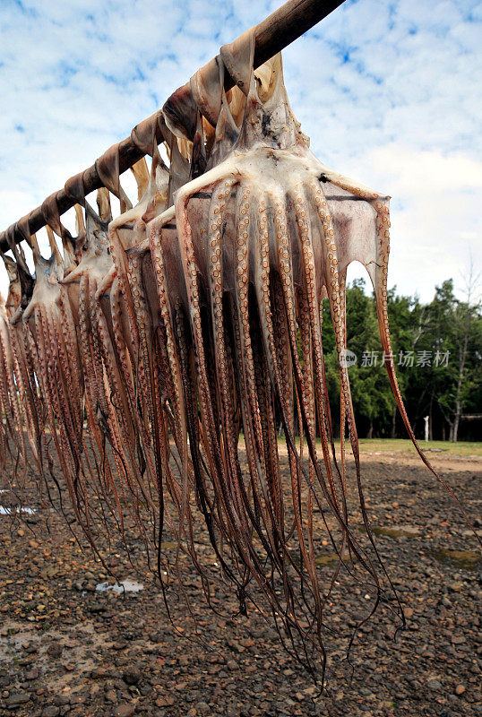 晾晒章鱼，Anse Baleine，罗德里格斯岛，毛里求斯